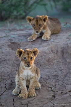 two young lion cubs sitting on the ground