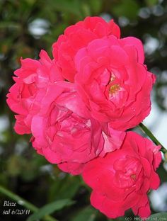 three pink flowers with green leaves in the background