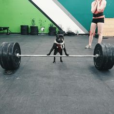 a small dog sitting on top of a barbell in front of a person wearing shorts