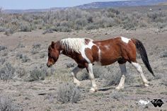 a brown and white horse walking across a dry grass covered field