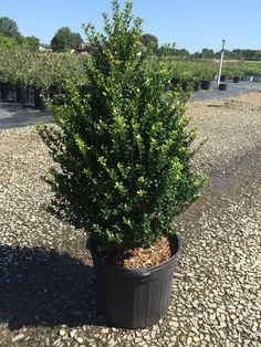 a potted plant sitting on top of a gravel field