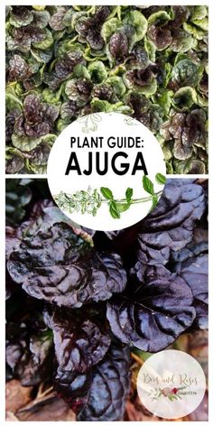 plants with the words plant guide ajga in front of them and an image of purple flowers