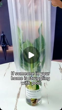 a vase with some plants in it and someone holding up the lid to show what is inside