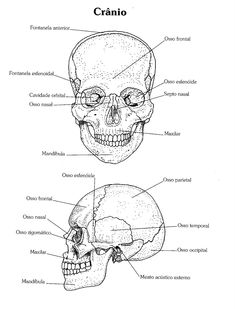 the skull and cranio are labeled in two different sections, with labels on each side