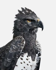 a black and white bird with yellow eyes sitting on top of a tree branch in front of a gray background