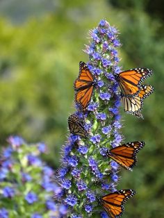 three monarch butterflies on a purple flower