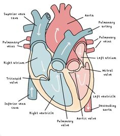 an image of the heart with labels on it