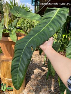 a person holding up a large green leaf in front of some potted plants and trees