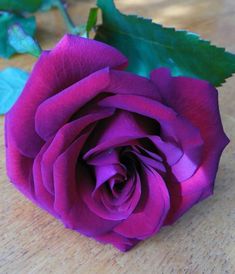 a purple rose sitting on top of a wooden table