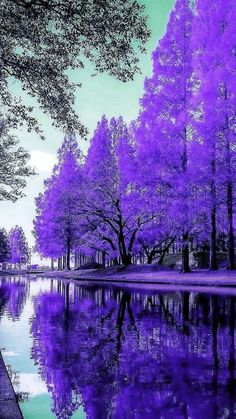 purple trees are reflected in the water