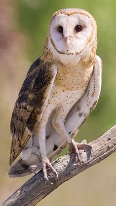 an owl sitting on top of a tree branch