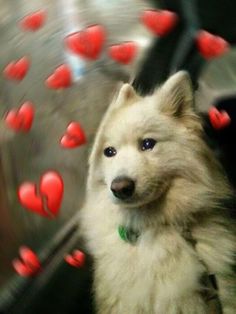 a white dog with blue eyes and red hearts on it's back end is looking at the camera