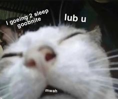 a close up of a cat with its eyes closed and the words lub u in front of it