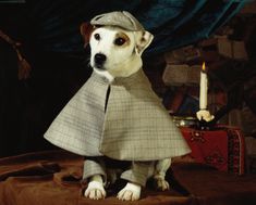 a white dog wearing a gray coat and hat