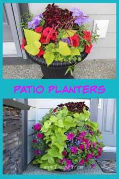 two pictures showing different types of flowers in the same planter, one with purple and green leaves