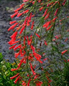 the red flowers are hanging from the tree