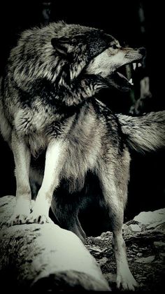 a wolf standing on top of a snow covered ground