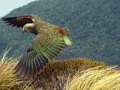 a bird that is flying in the air with its wings wide open on top of some grass