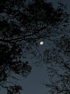 the full moon is seen through some trees