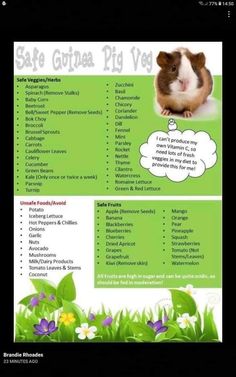 a poster with the words safe guinea pig vege on it's back side