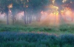 the sun is shining through the trees in the foggy field with grass and wildflowers