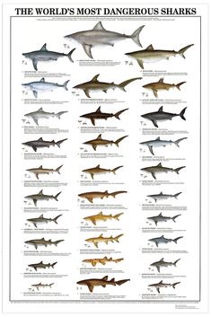 the world's most dangerous sharks are shown in this poster, which shows them all different