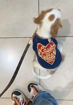 a brown and white dog wearing a t - shirt while standing next to someone's feet