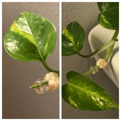 two pictures of the same plant in different stages of growth