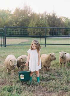 Sheep Pictures, Babydoll Sheep, Sheep House, Prey Animals, Dog Yard, Baby Farm Animals, Hobby Farm