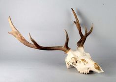 an animal skull with large antlers on it's head, against a gray background