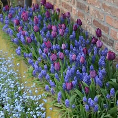 purple and blue flowers line the side of a brick wall in front of a red brick building