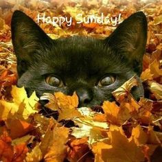 a black cat laying in leaves with the caption happy sunday written on it's face