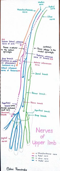 a diagram of the nervous system on a piece of paper