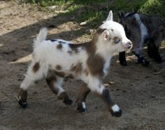 two baby goats running in the dirt near each other, with one looking at the camera