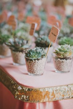 an instagram page with succulents in small glass vases on a table