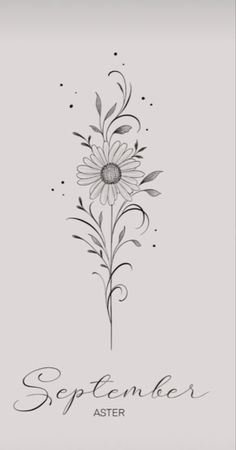 a drawing of a flower with the words, september aster