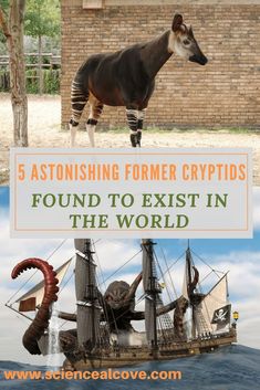 an antelope standing on top of a boat in the ocean with text overlay that reads 5 fascinating former crypts found to exit in the world