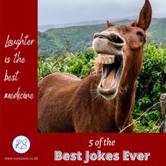 a brown horse with its mouth open and the words 5 of the best jokes ever written