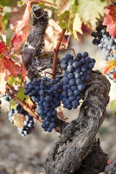 a bunch of grapes hanging from a vine