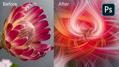 two different images with the same flower in each photo, one has red and yellow petals