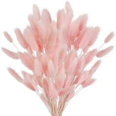 pink feathers in a vase on a white background