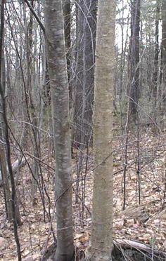 there is a bear that is standing in the woods with trees and leaves on the ground