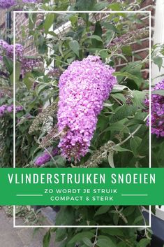 purple flowers in front of a brick building with green leaves and the words,'wunderstruken snoeien '