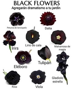 black flowers are the most popular flower in latin america, according to their names and meaningss