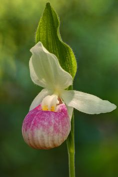 a pink and white flower with green leaves in the background