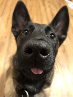 a close up of a dog's face on a wooden floor looking at the camera