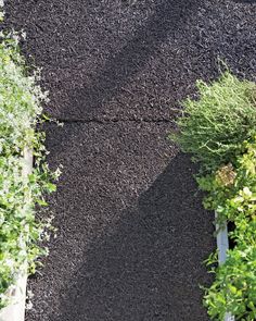 the shadow of a person walking down a sidewalk next to some trees and bushes in front of them