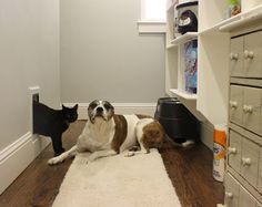 a dog laying on the floor next to a black and white cat in a room