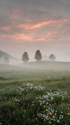 an open field with flowers and trees in the distance on a foggy day at sunset