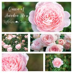 pink flowers with green leaves and the words queen of sweden roses on them in four different pictures